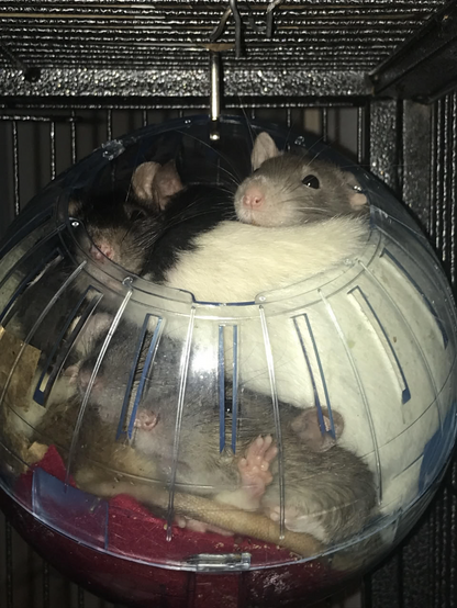 A transparent plastic hamster ball. Backed densly with pet rats looking cozy