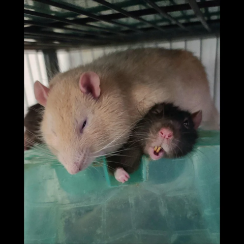 Photo of two pet rats. A big rat is lying across the other rat, who has a drooping bottom lip, showing it is very relaxed