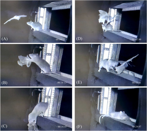 A mosaic of frames from a video showing how a rat catches a bat as prey