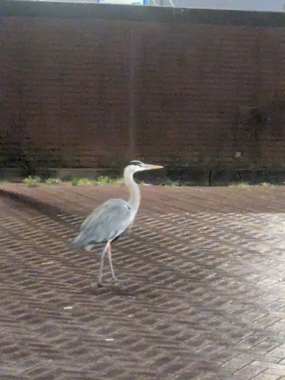 a phone photo of a heron. Only a couple meters distance