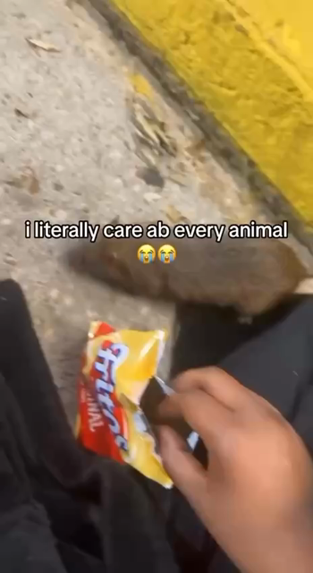 Instagram video about someone feeding a wild rat with snacks