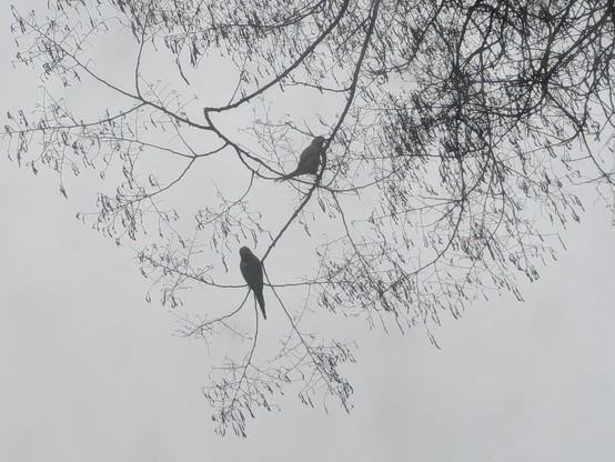 A pair of parrots sitting in a tree