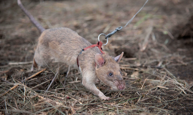 a gambian pouched rat on a leash