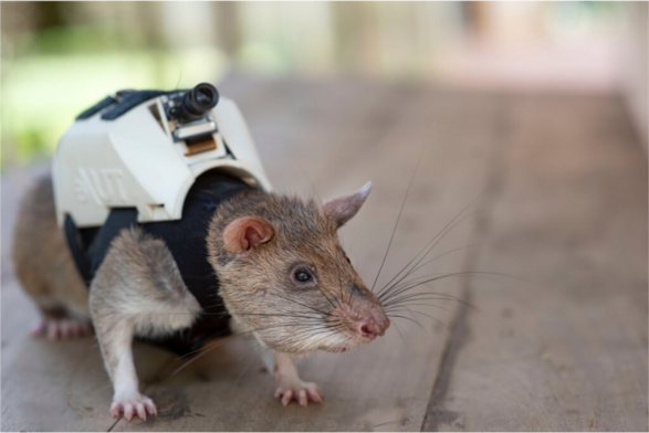 A gambian pouched rat with a small camera backpack