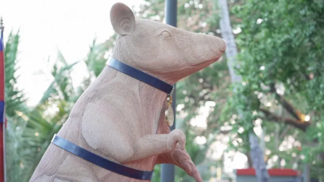 a stone statue of a gambian pouched rat with a harness