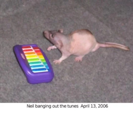 a hairless rat with a toy keyboard captioned "Neil banging out the tunes, April 13, 2006"