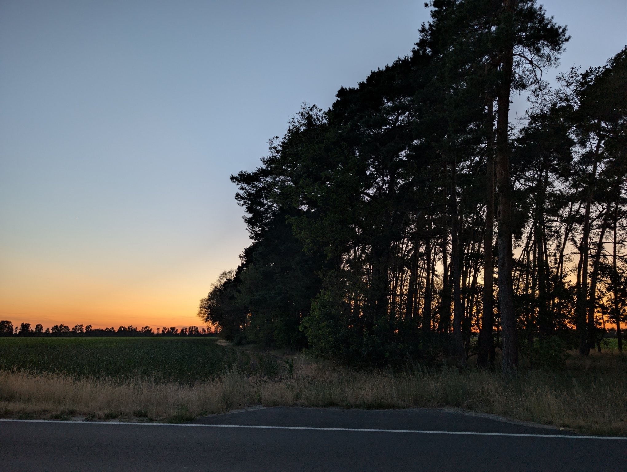A sunset with a row of trees in the foreground