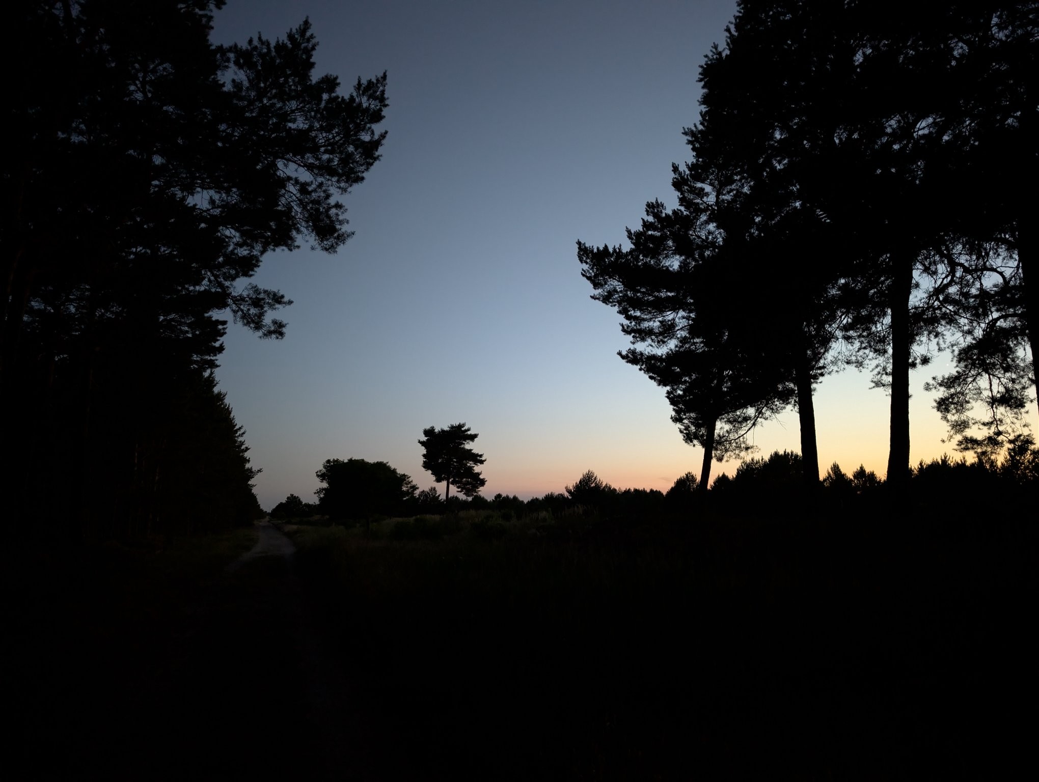 Shadowy picture of the sunset with trees left and right