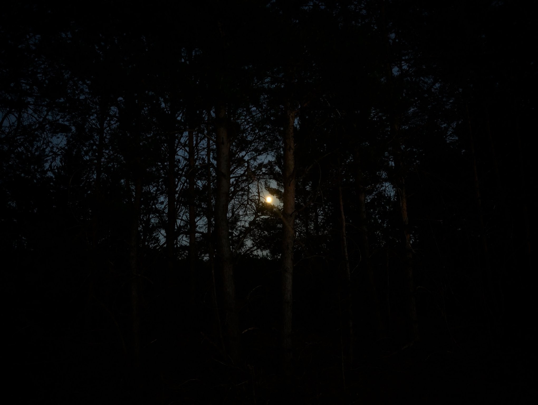 Nearly full moon shining through the dark trees