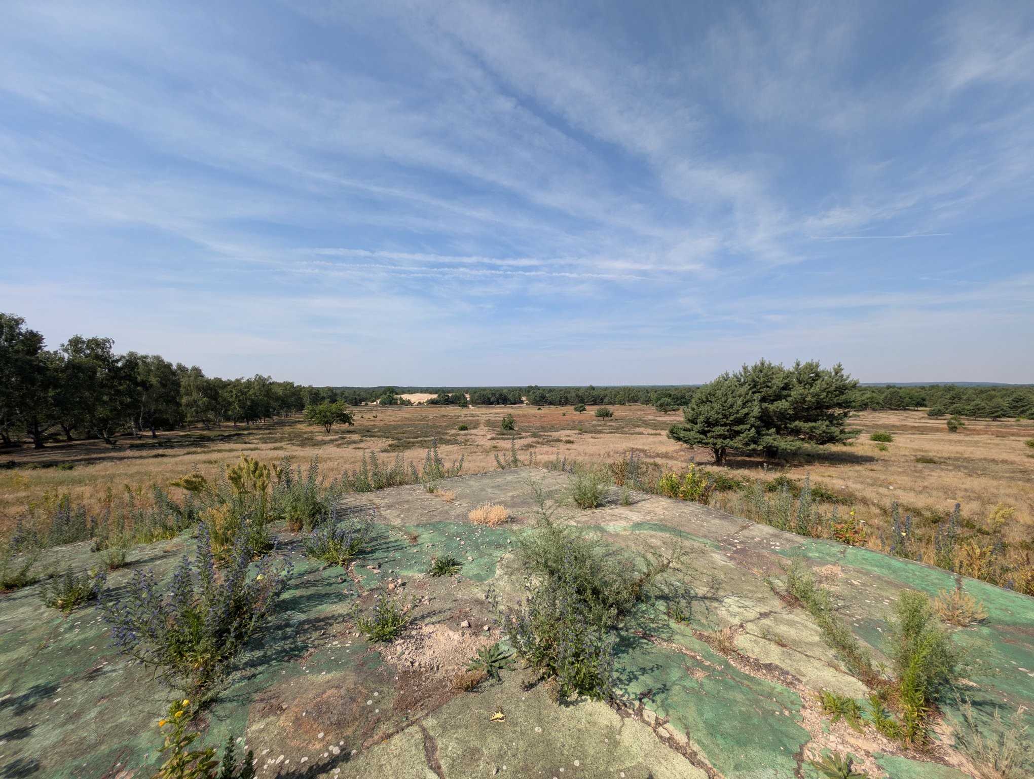 A large swath of sandy, dry land with occasional trees and a blue sky