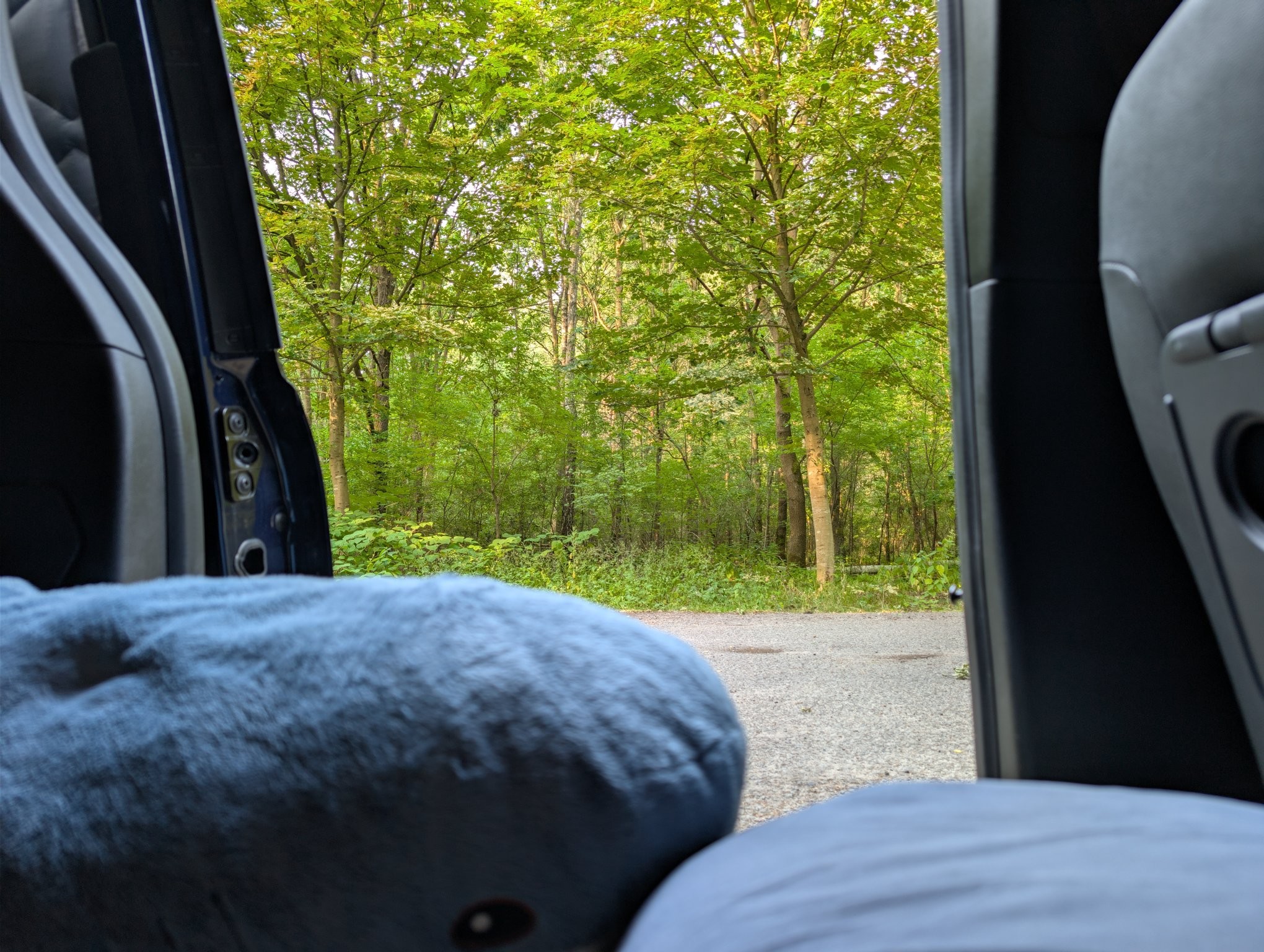 View out of my car with parts of a pillow, mattress and blahaj visible, a forest outside.