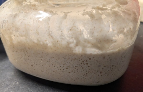 Closeup of a jar with bubbly sourdough starter
