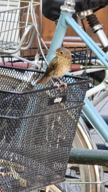 photo of a bird. sitting on a bike basket with the logo of the company "chirp"